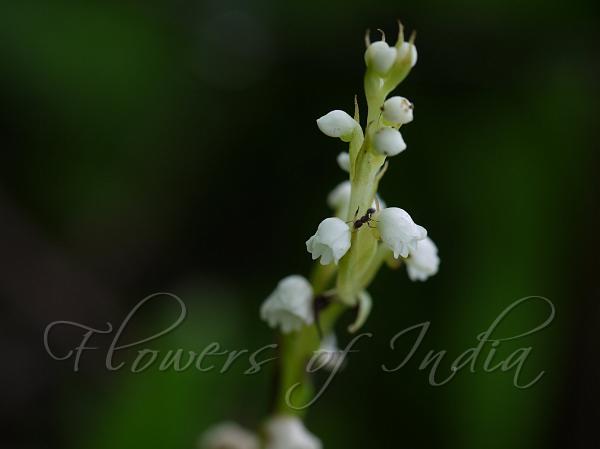 Lax-Flowered Peristylus
